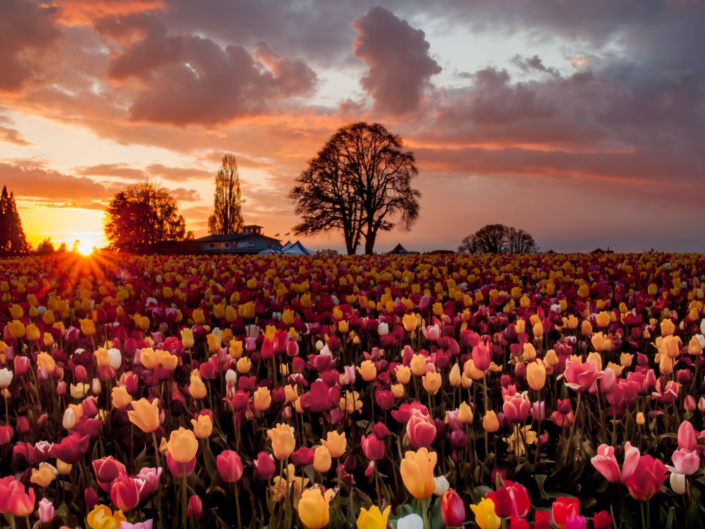 Смешанное поле с желтыми и розовыми тюльпанами