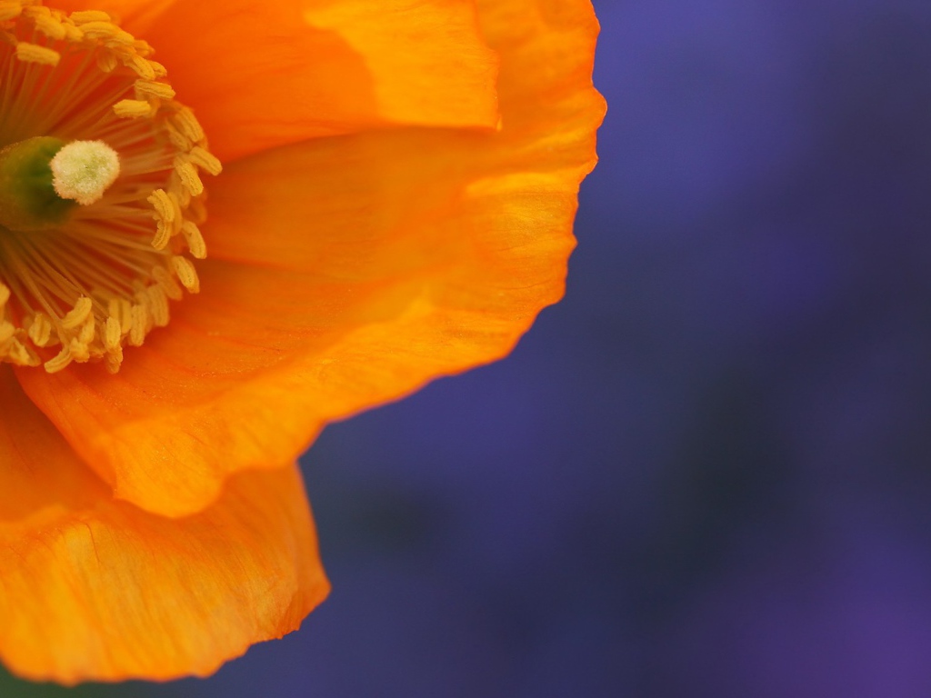 Оранжевый цветок на голубом фоне