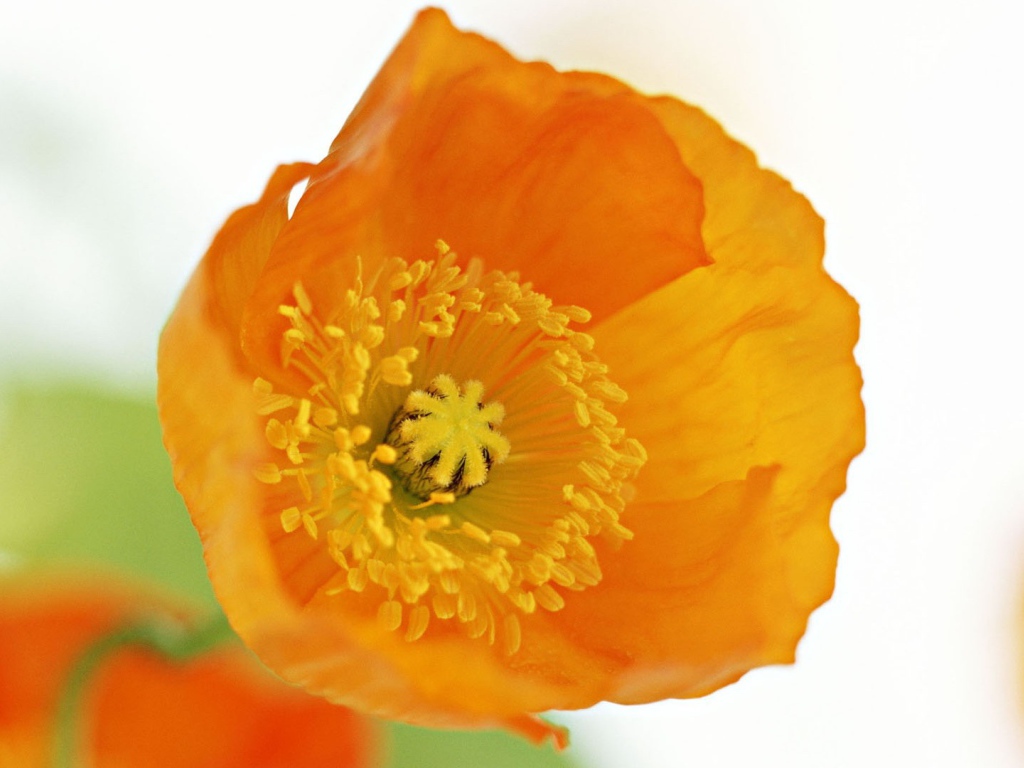 Оранжевый цветок на белом фоне