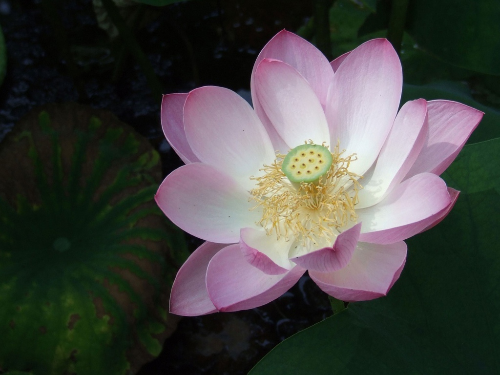 Розовая лилия на воде