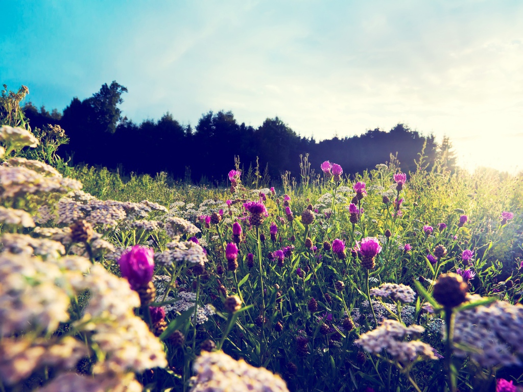 Фиолетовые цветы среди камней