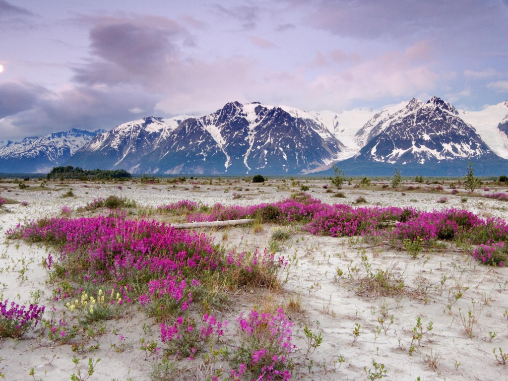 Сиреневые цветы на песке в горах
