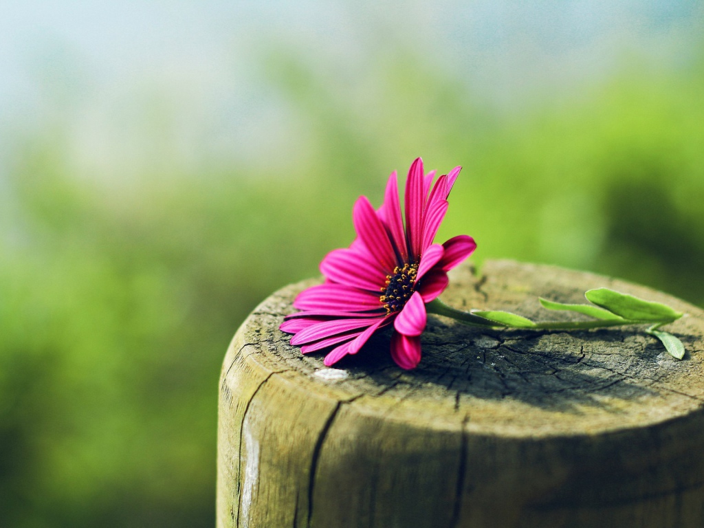 Красный цветок лежит на гладком пеньке