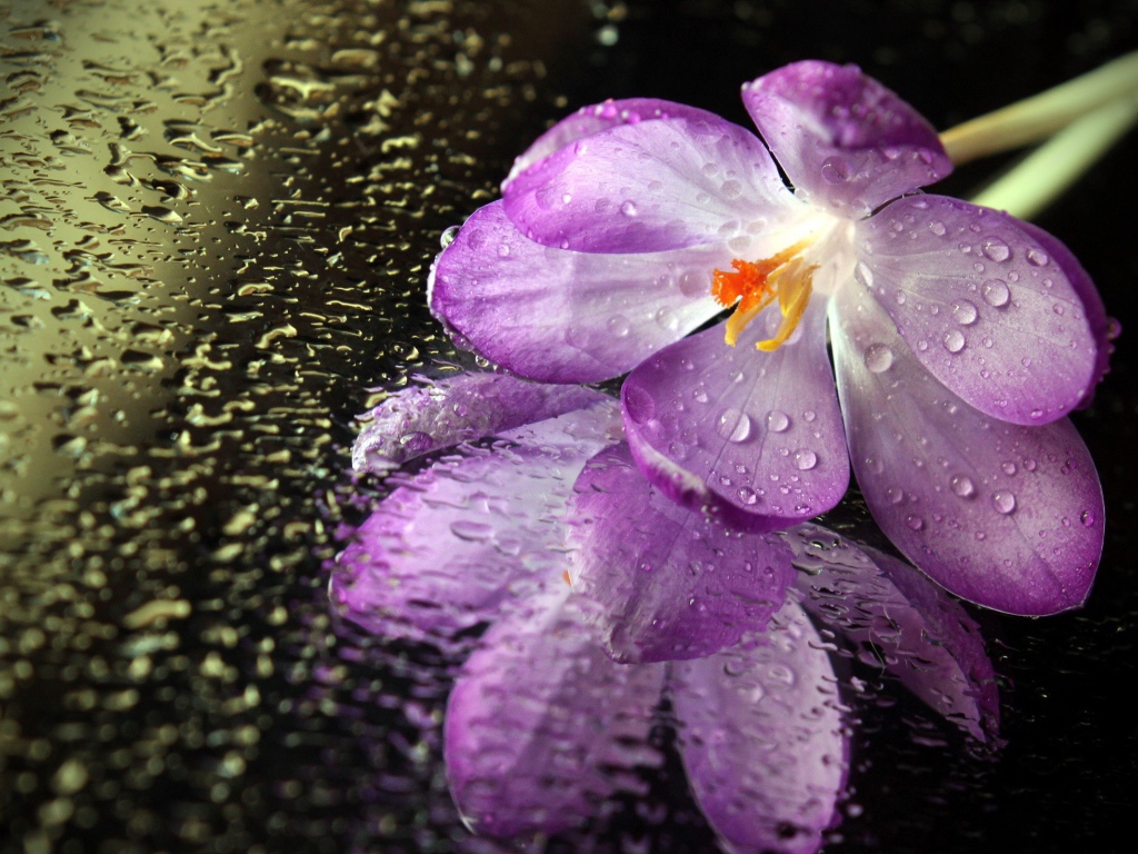 Цветок на мокром зеркале