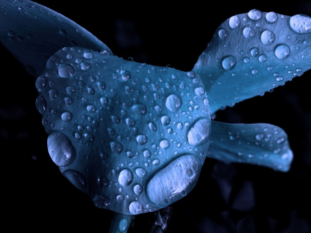 Мокрый голубой цветок