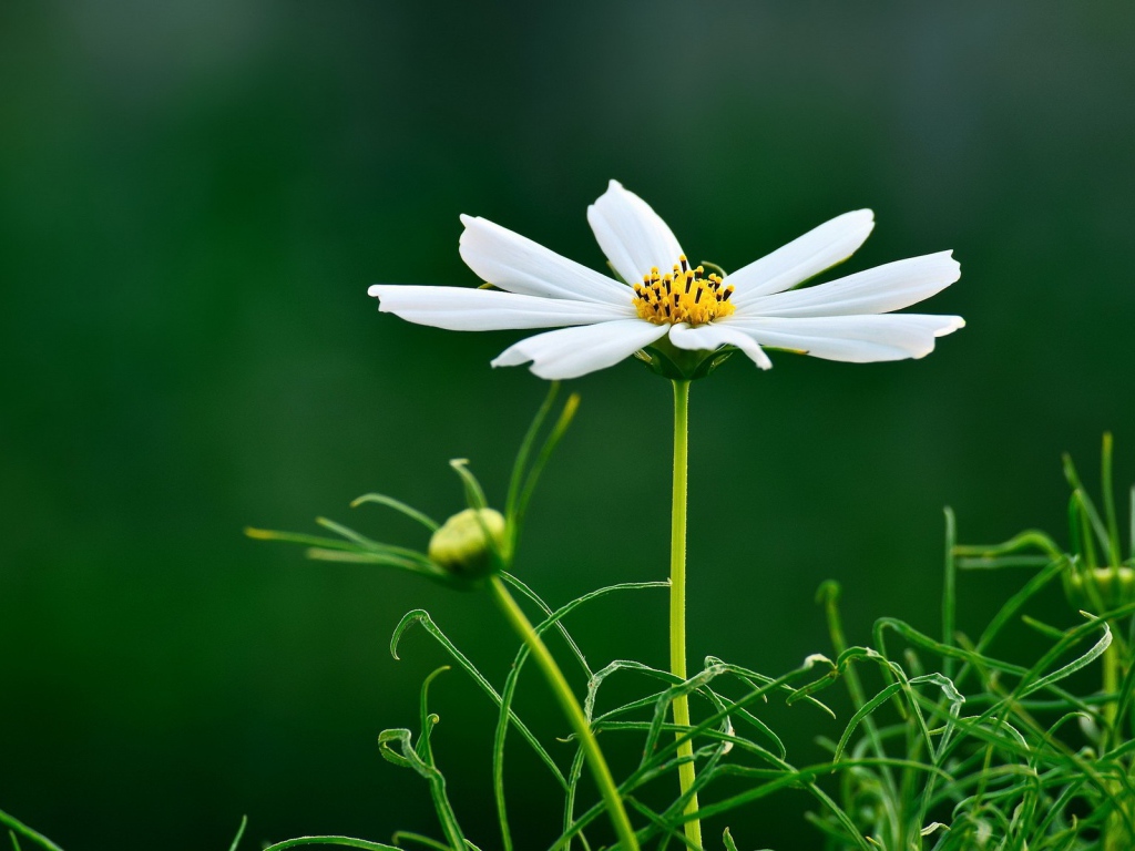 Белая ромашка на темно зеленом фоне