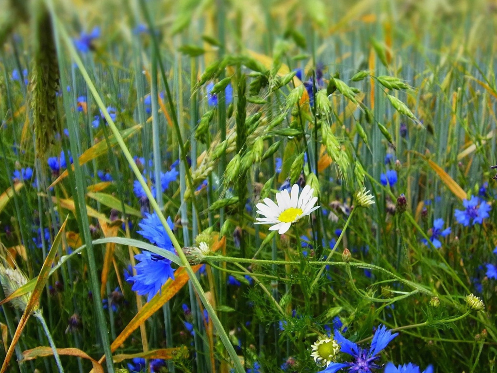 Белая ромашка среди васильков