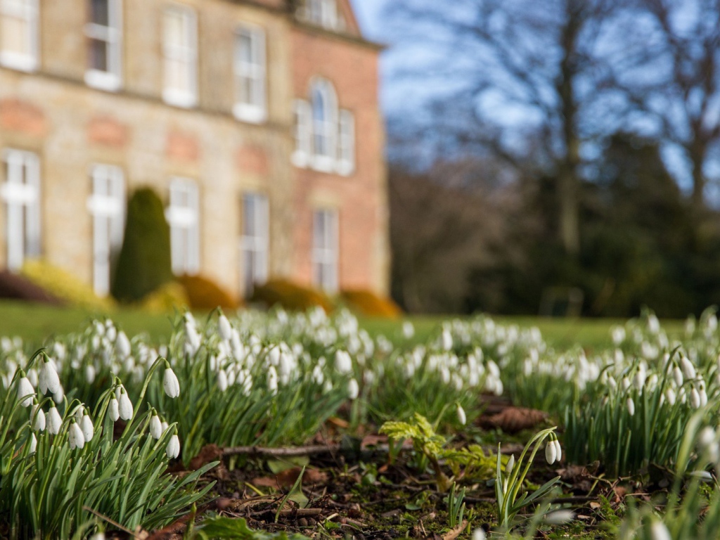 Белые подснежники у дома