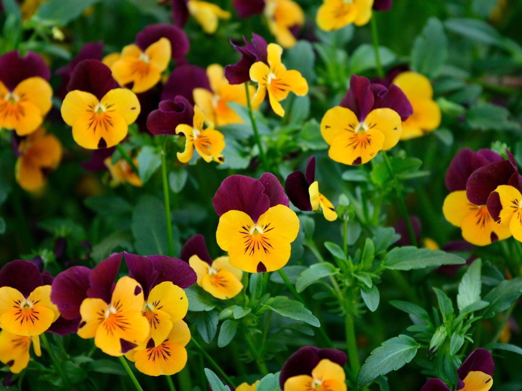 Желтые и бордовые анютины глазки, цветы