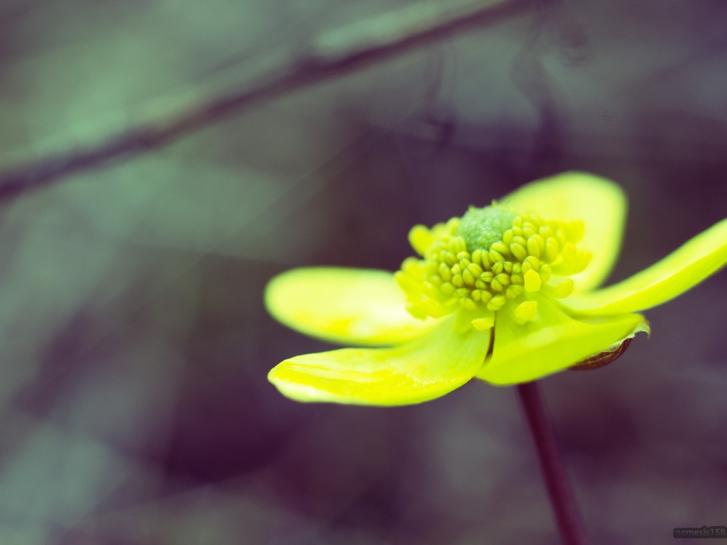 Желто зеленый цветок на сером фоне