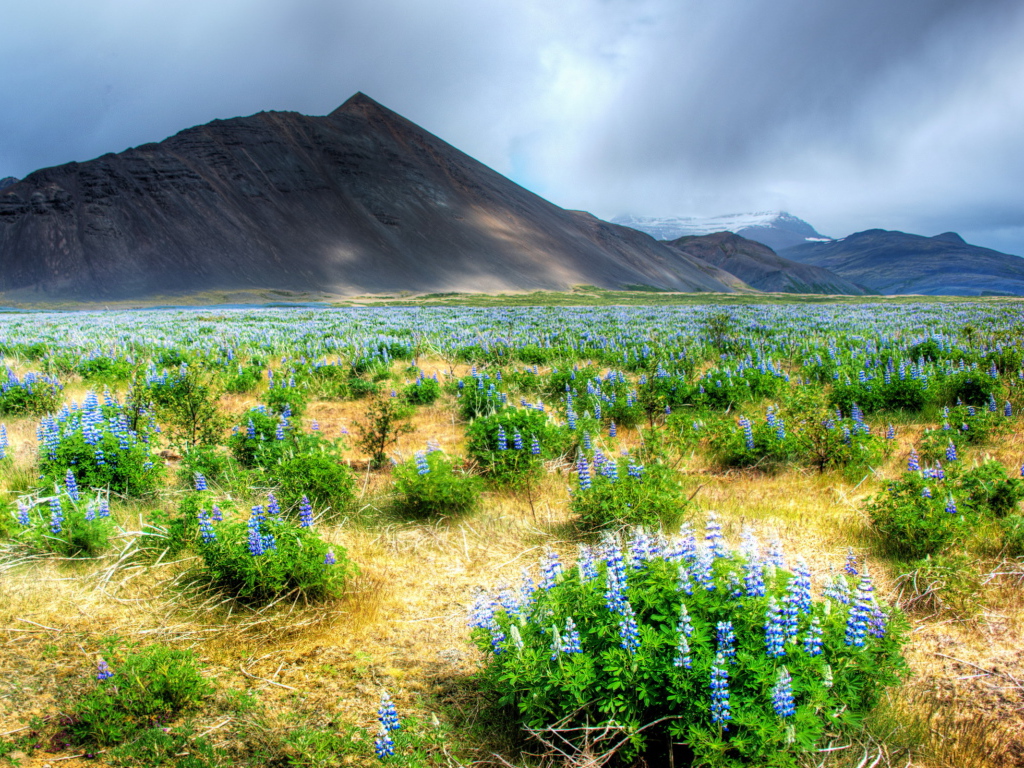 Цветы в горной долине