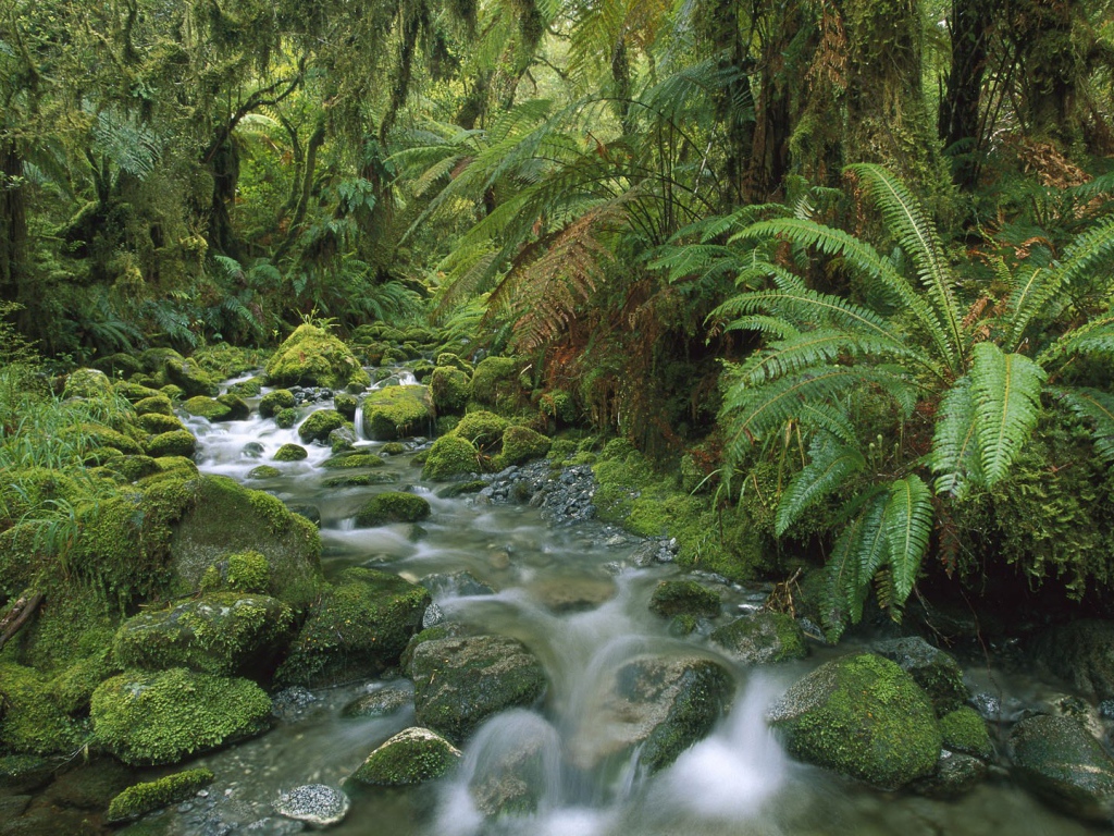 Бурный поток в тропическом лесу