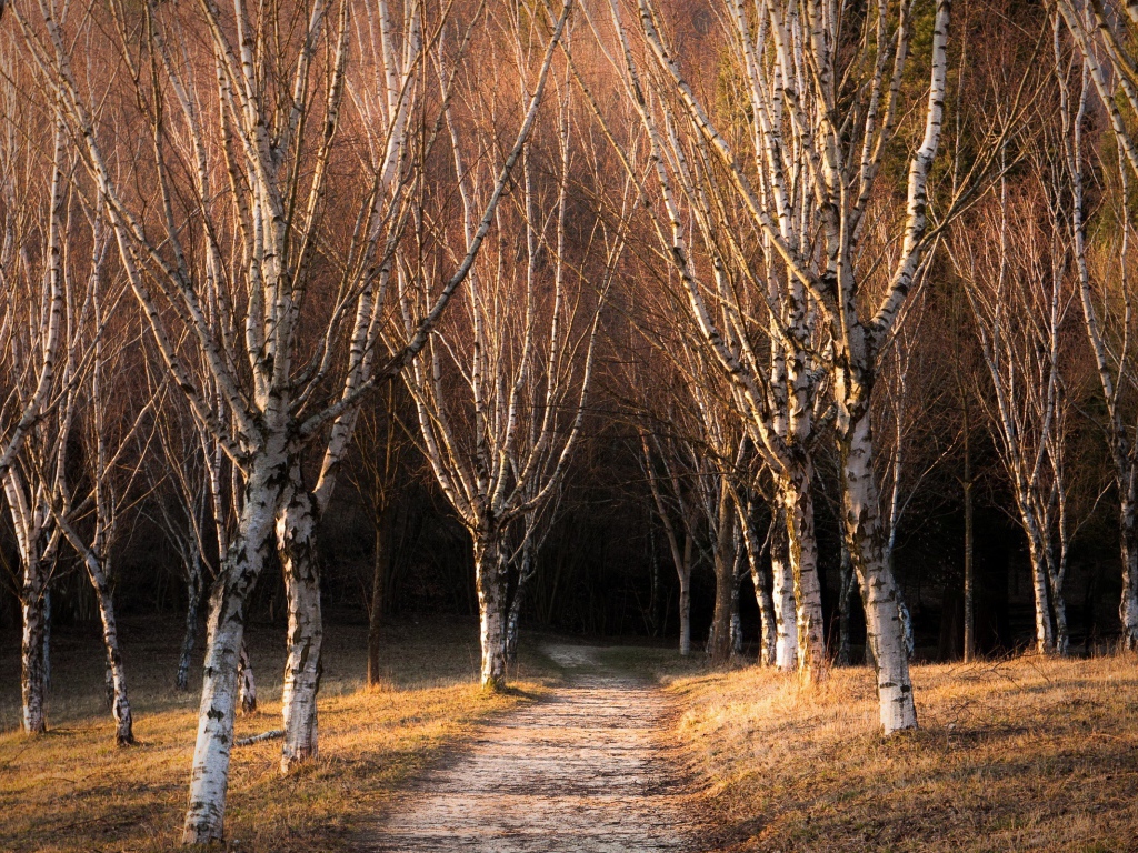 Голые деревья в березовой роще