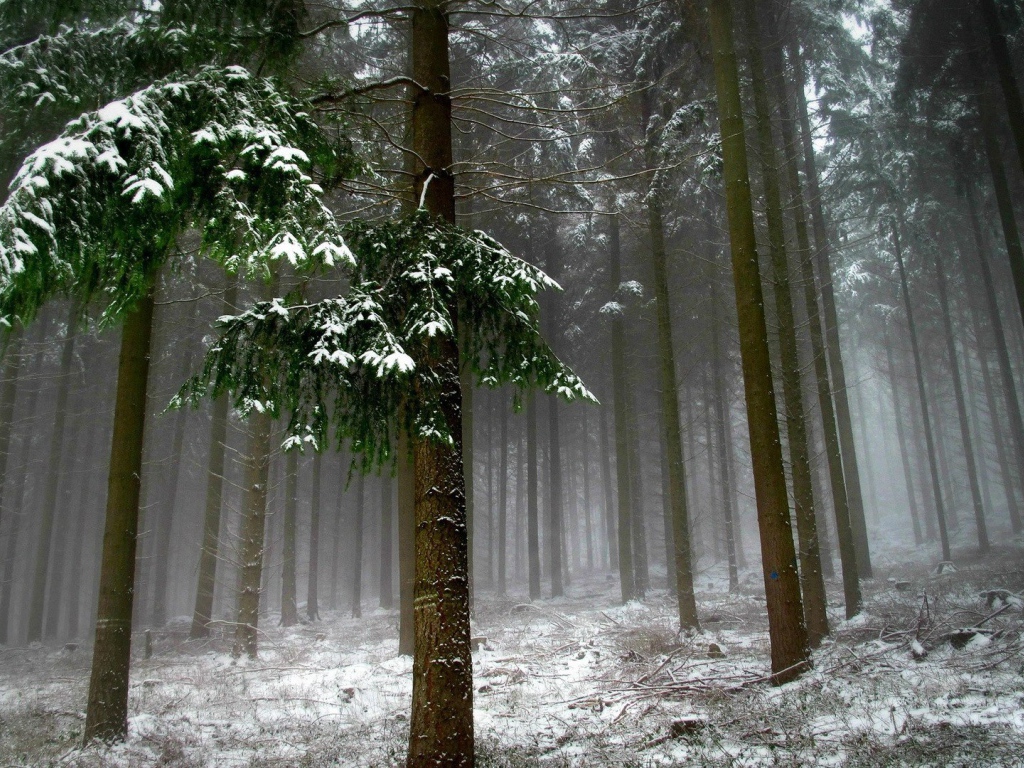 Холодный зимний лес