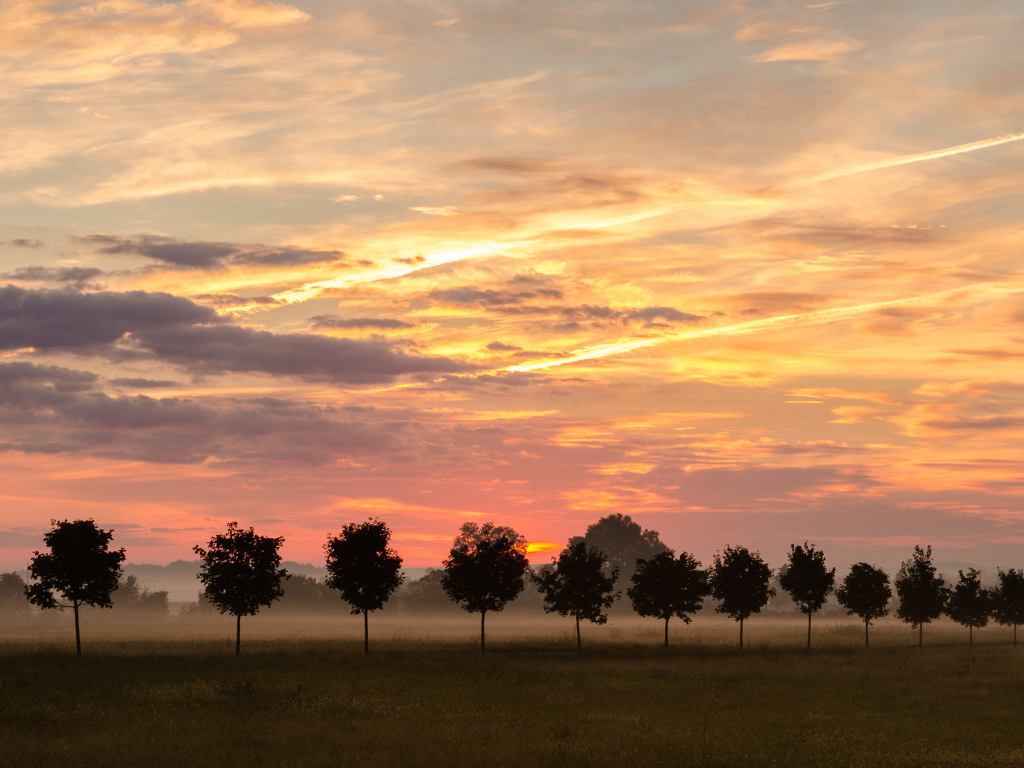 Туман за молодыми деревьями