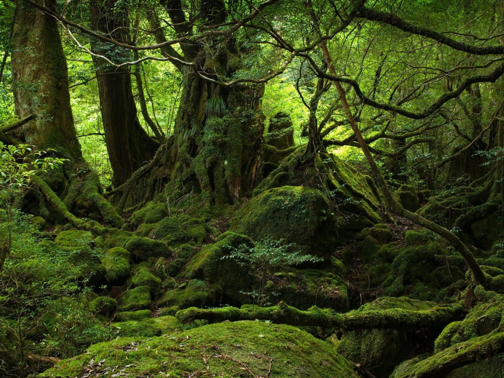 Лес во власти мхов