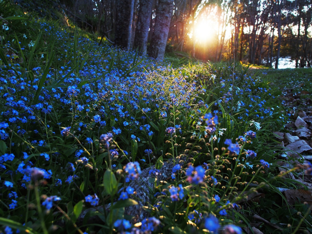 Полянка с незабудками в лесу