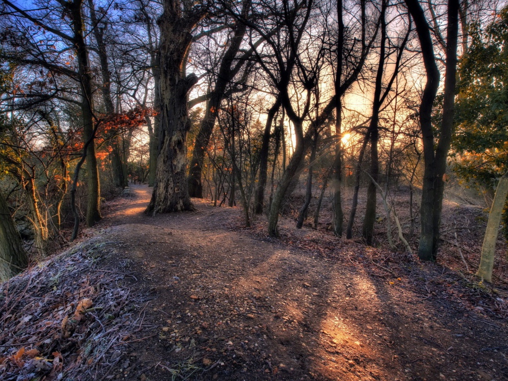 Холм с деревьями посреди леса