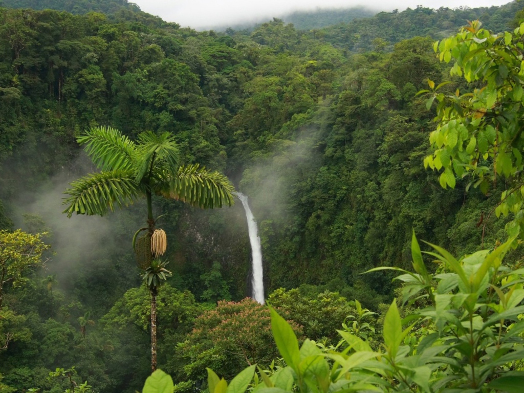 Одинокая пальма в джунглях