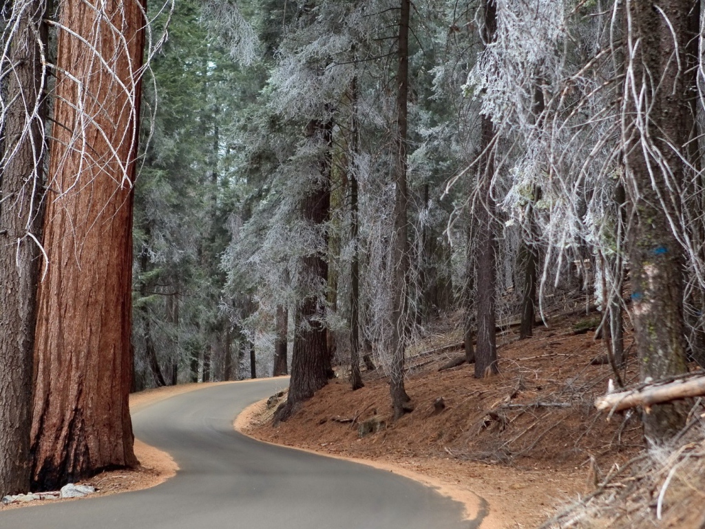 Утренний иней на могучих деревьях в лесу