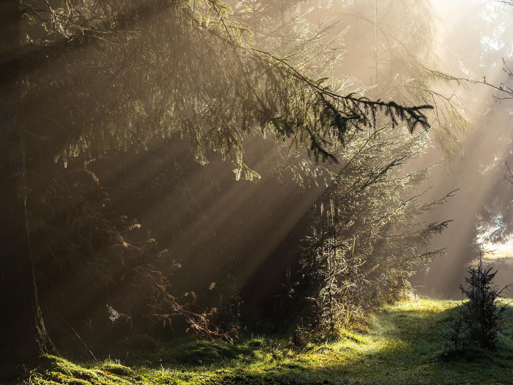 Лучи света в густом лесу
