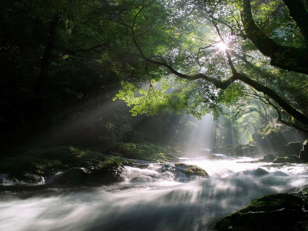 Лучи солнца над рекой в лесу