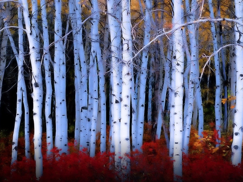 Красные кусты среди берез