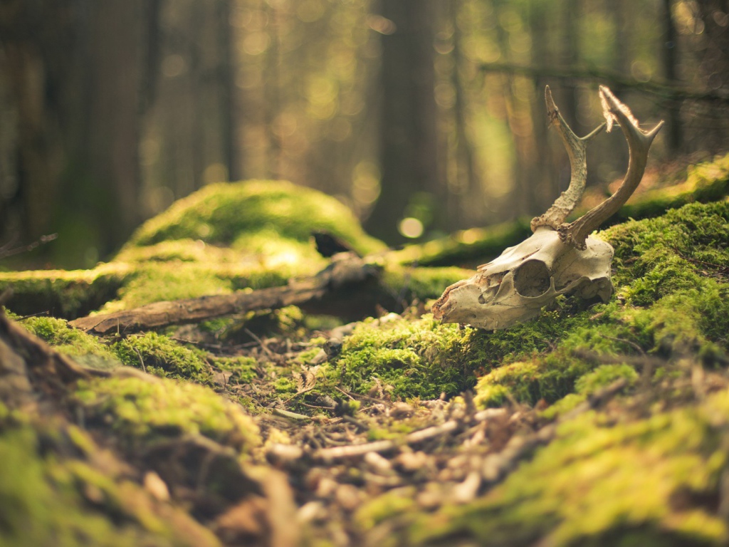 Череп оленя в лесу