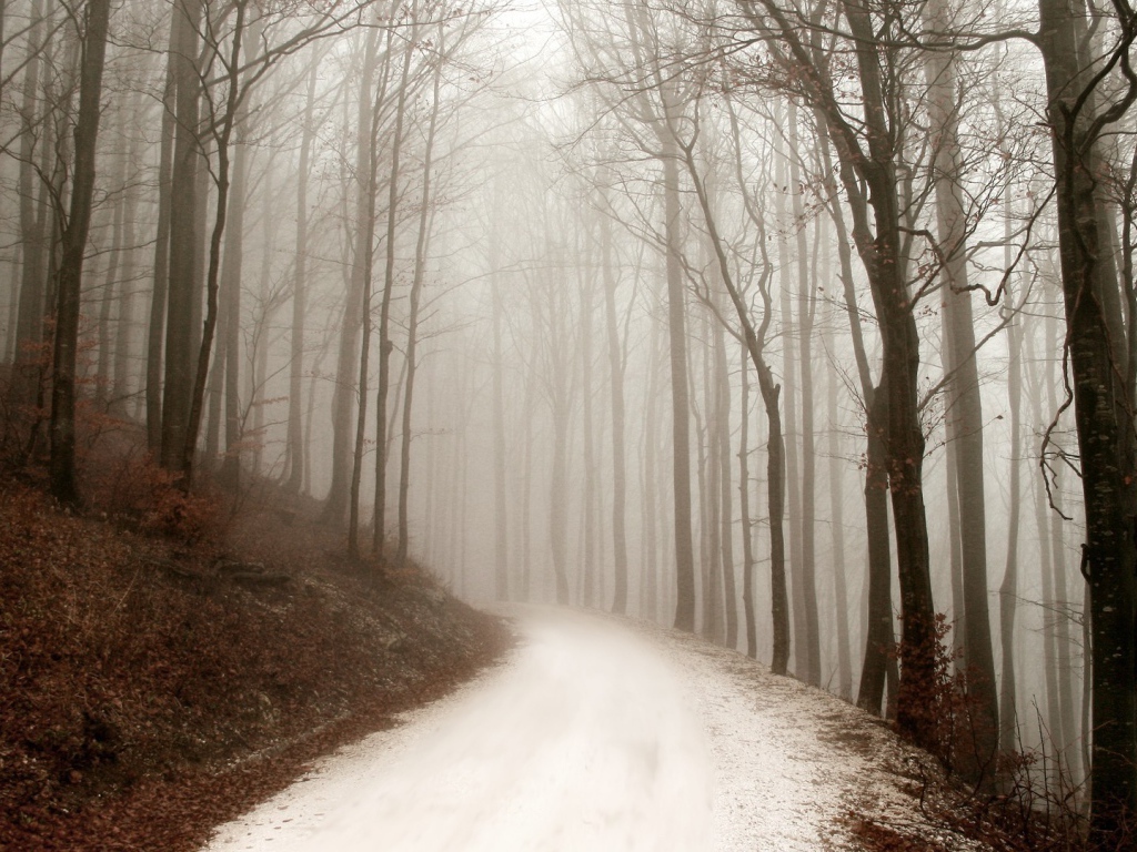 Снег покрыл грунтовую дорожку в лесу