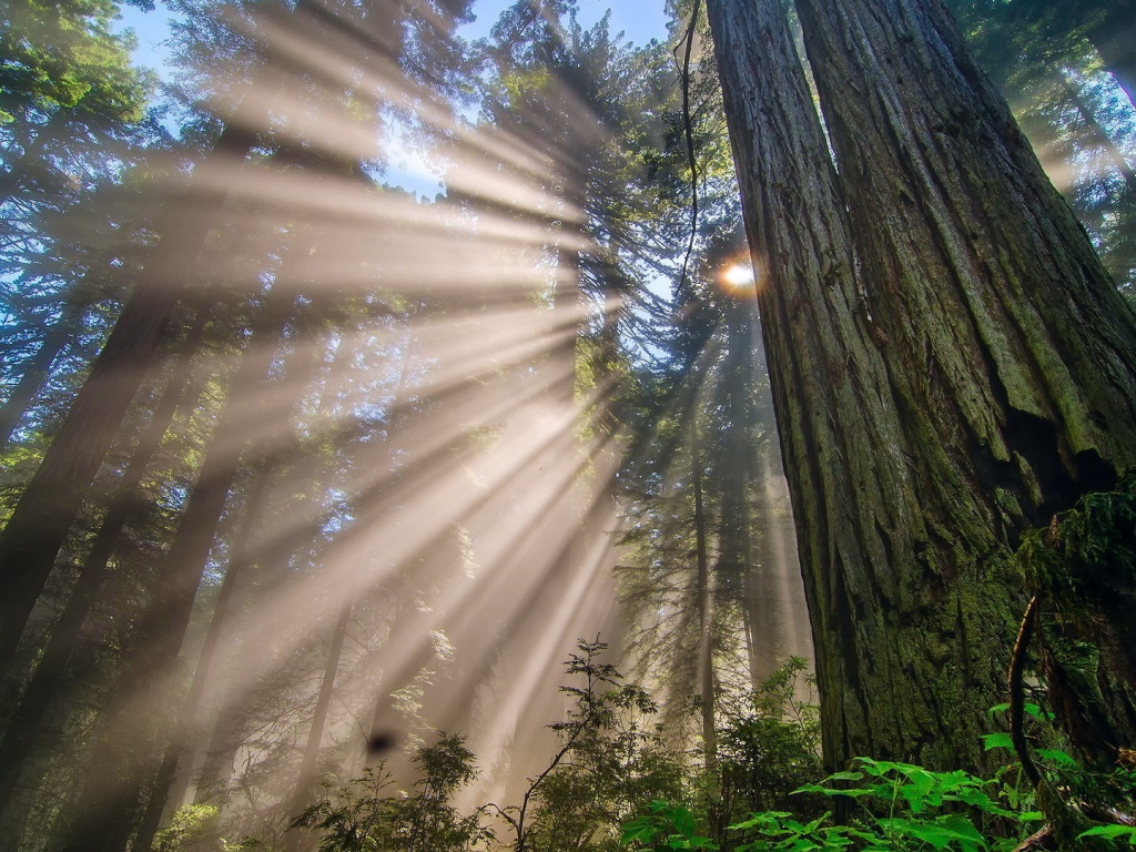 Лучи солнца в дымке в лесу