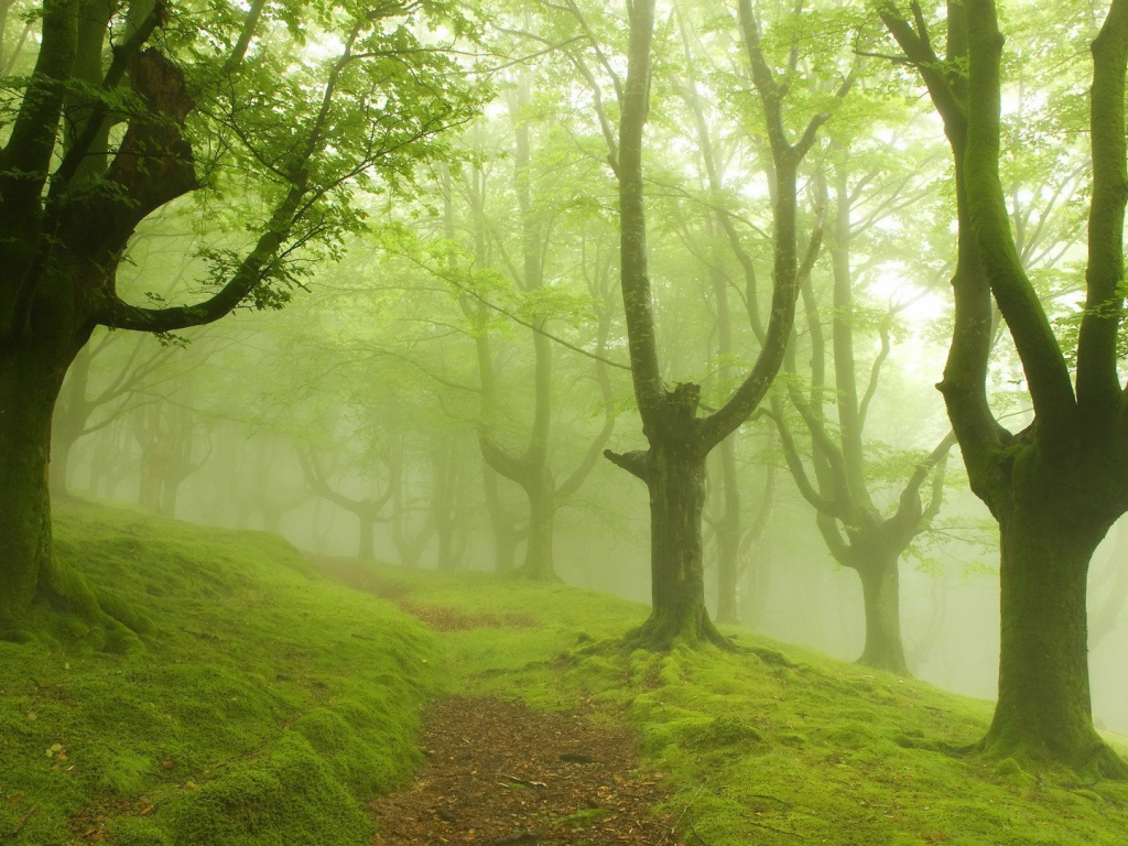 Густой туман в лесу