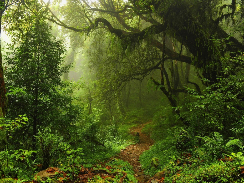 Чаща леса в мхах