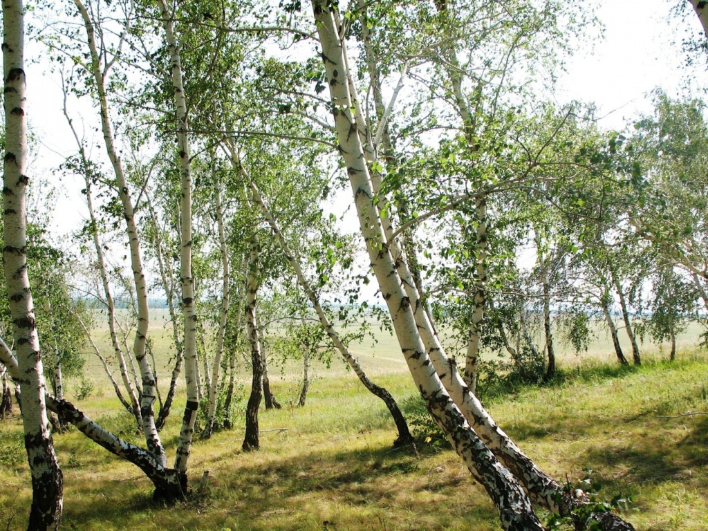 Тонкие березки весной