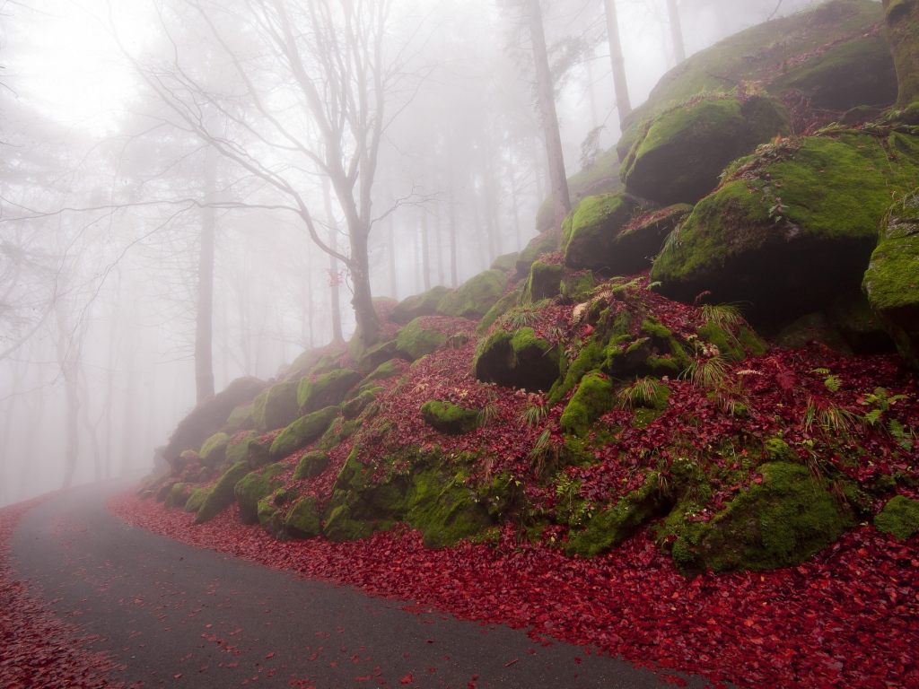 Дорожка в туманном лесу