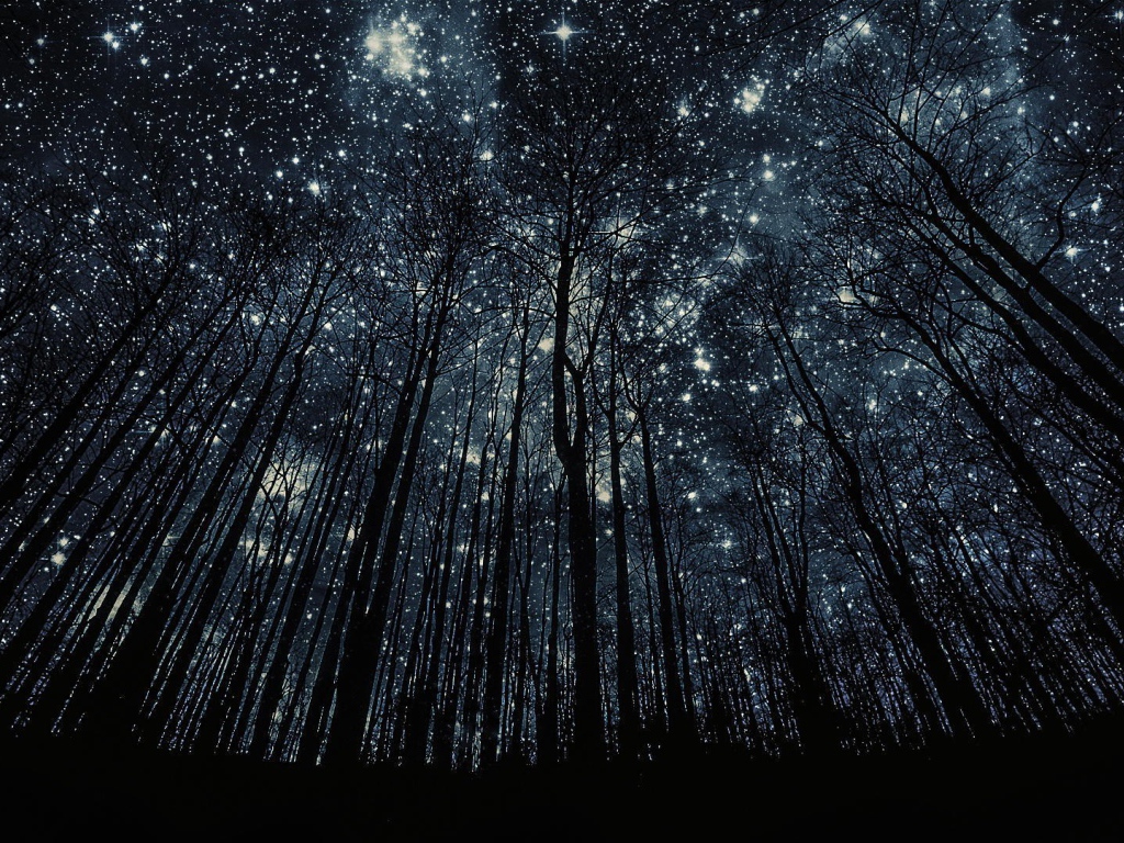 Деревья без листьев на фоне звезд