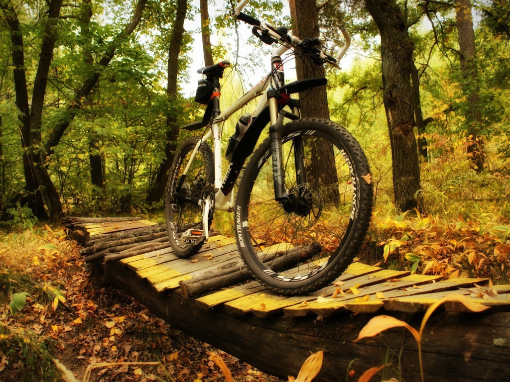 Прогулочный велосипед в лесу