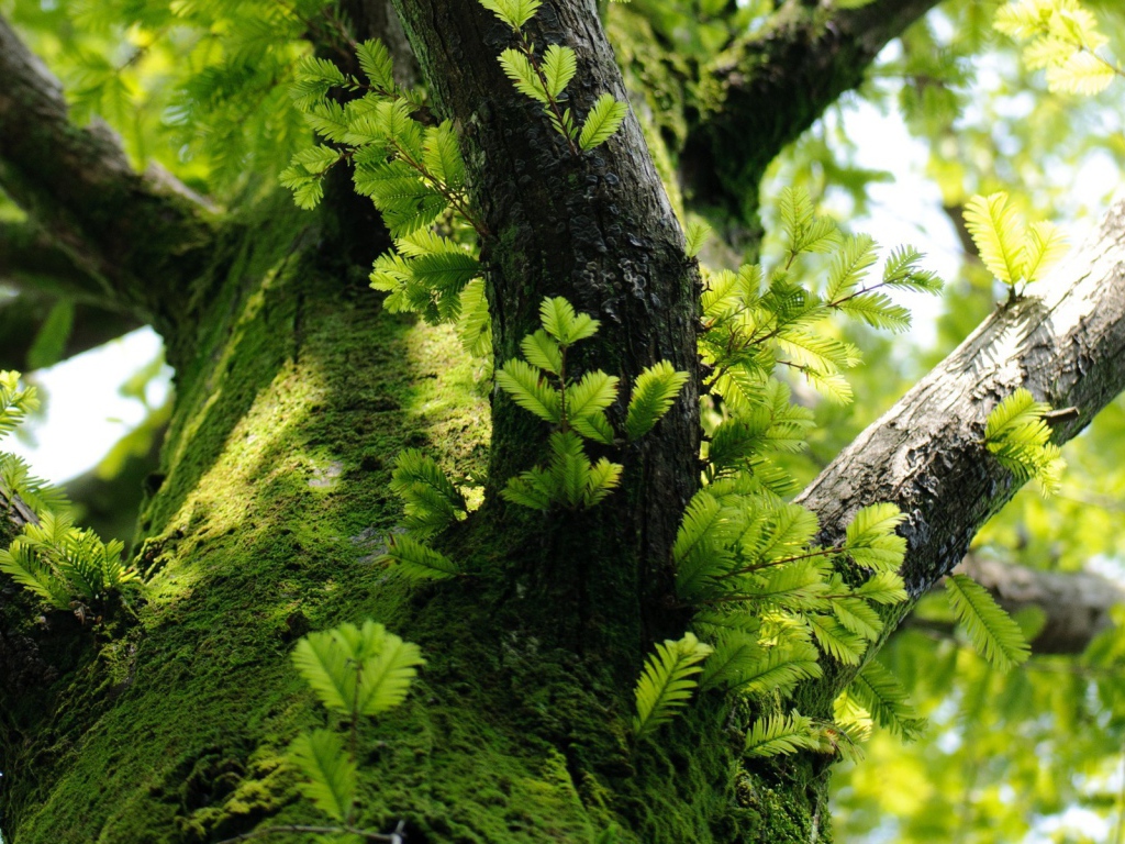 Молодые побеги на дереве