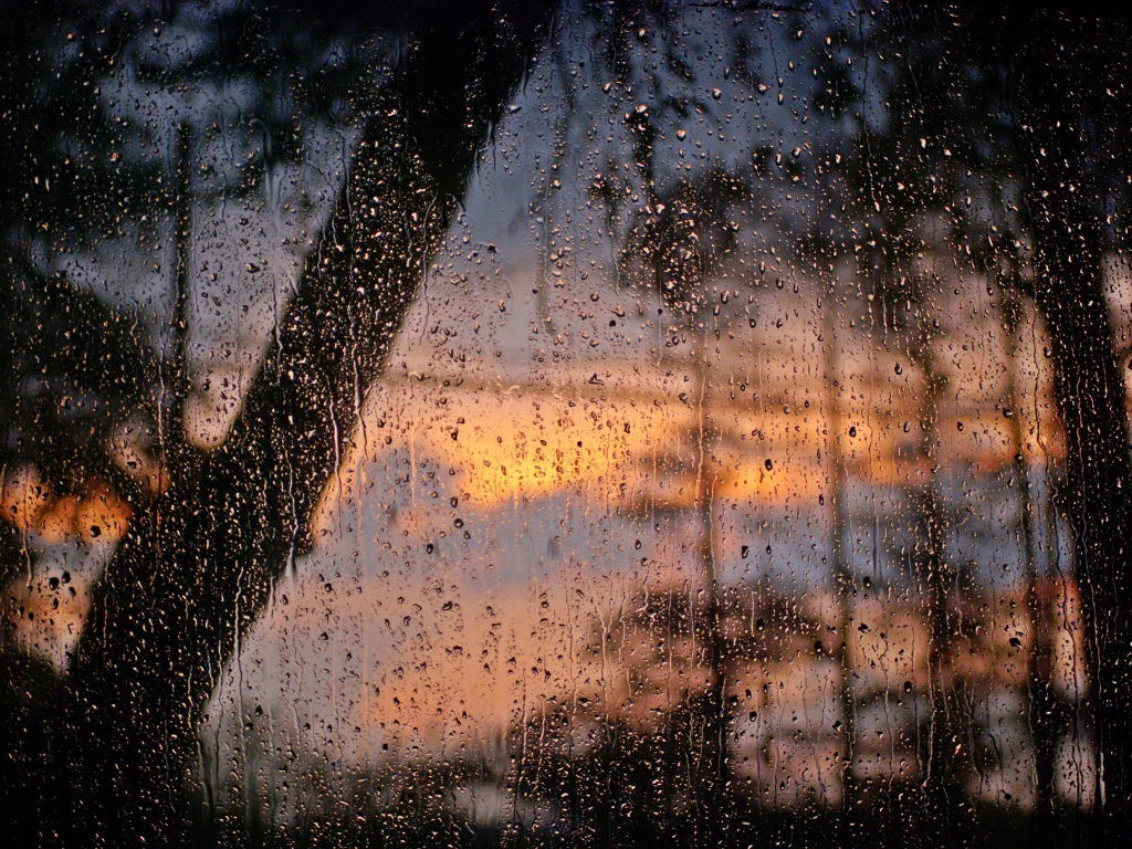 Лес после дождя