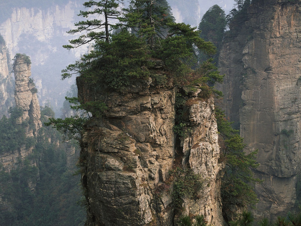 Растения на вершине вертикальной скалы