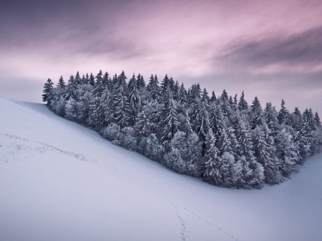 Роща из сосновых деревьев в горах