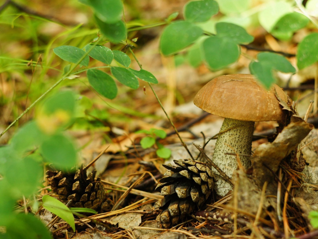 Шишки лежат рядом с грибами