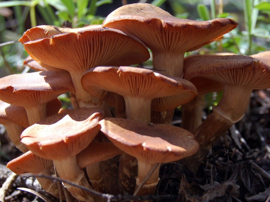 Family of fungi mycelium