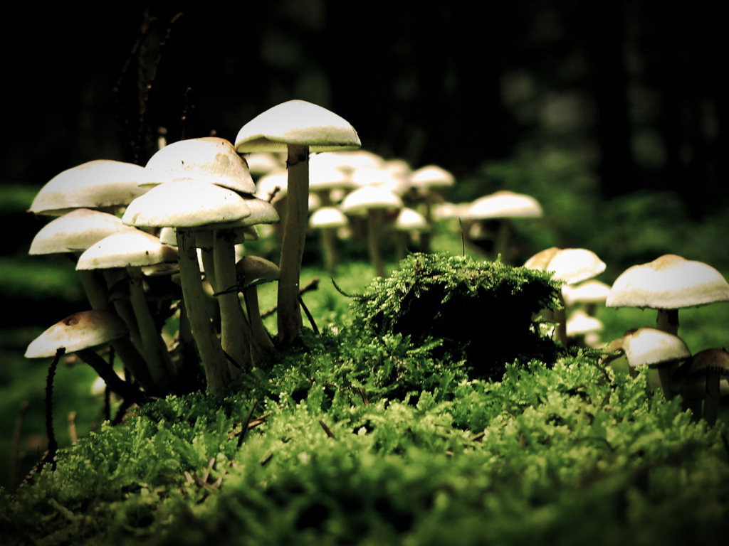 Семья грибов на мху