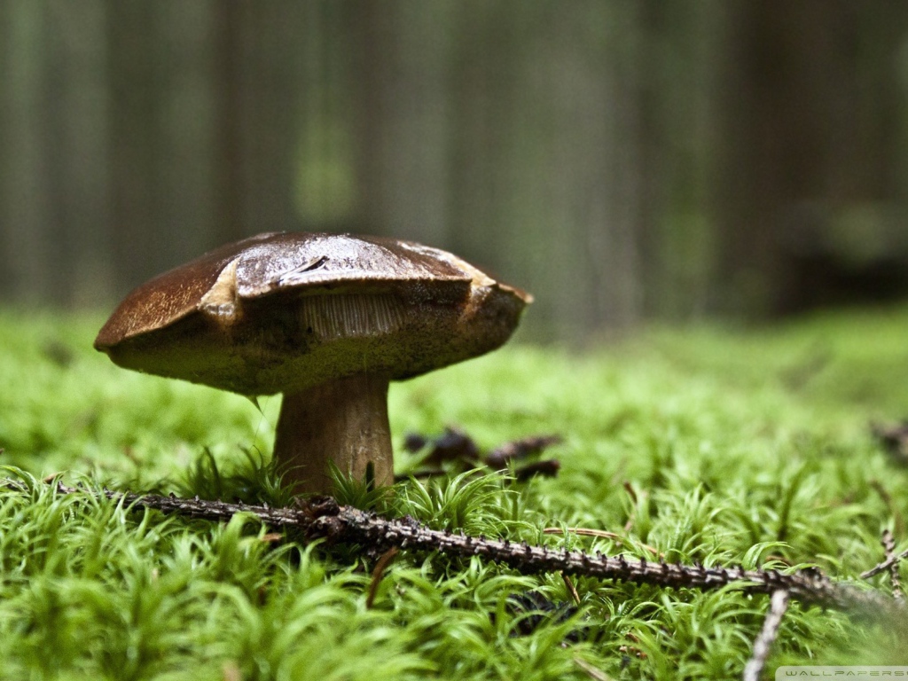 Веточка ели лежит у гриба