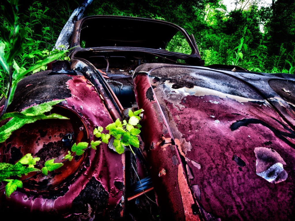 Остатки розового автомобиля среди зарослей