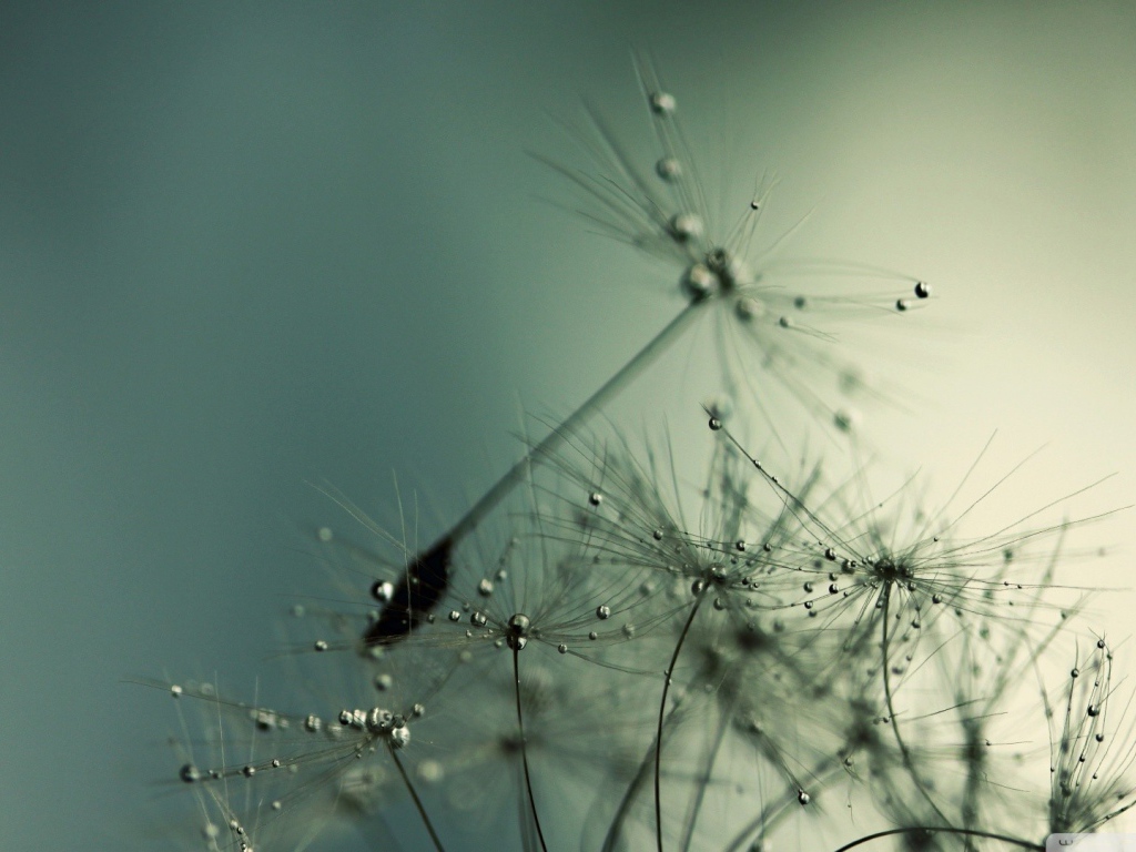 Капли воды на семенах одуванчика