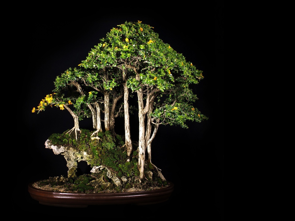 Роща бонсай на черном фоне