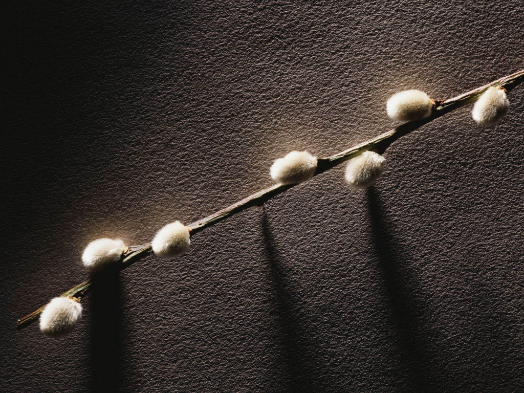 Веточка с весенними почками