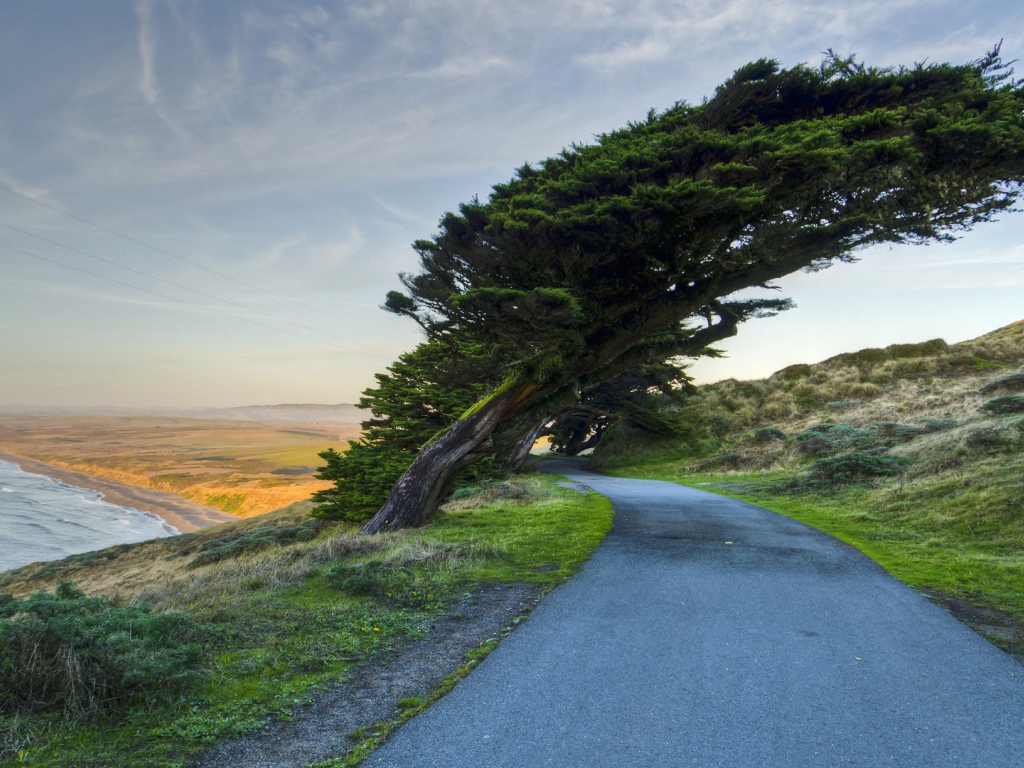 Кипарис на побережье