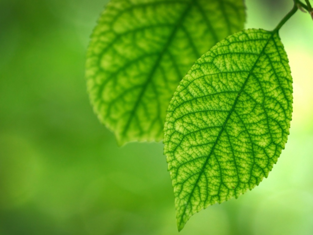 Темно зеленые жилки на светлой поверхности листьев